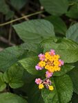 微距 花儿绽放 彩色花朵