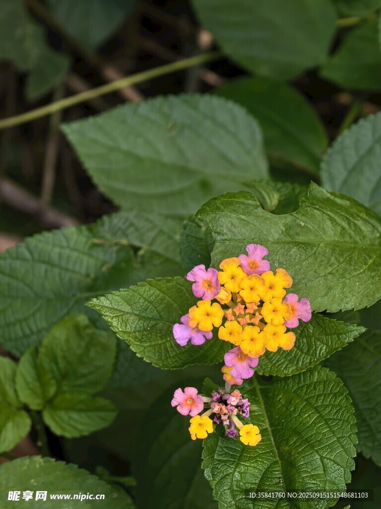 微距 花儿绽放 彩色花朵