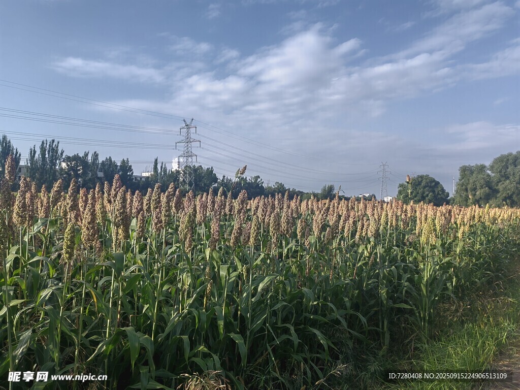 田野中的茂盛玉米植株