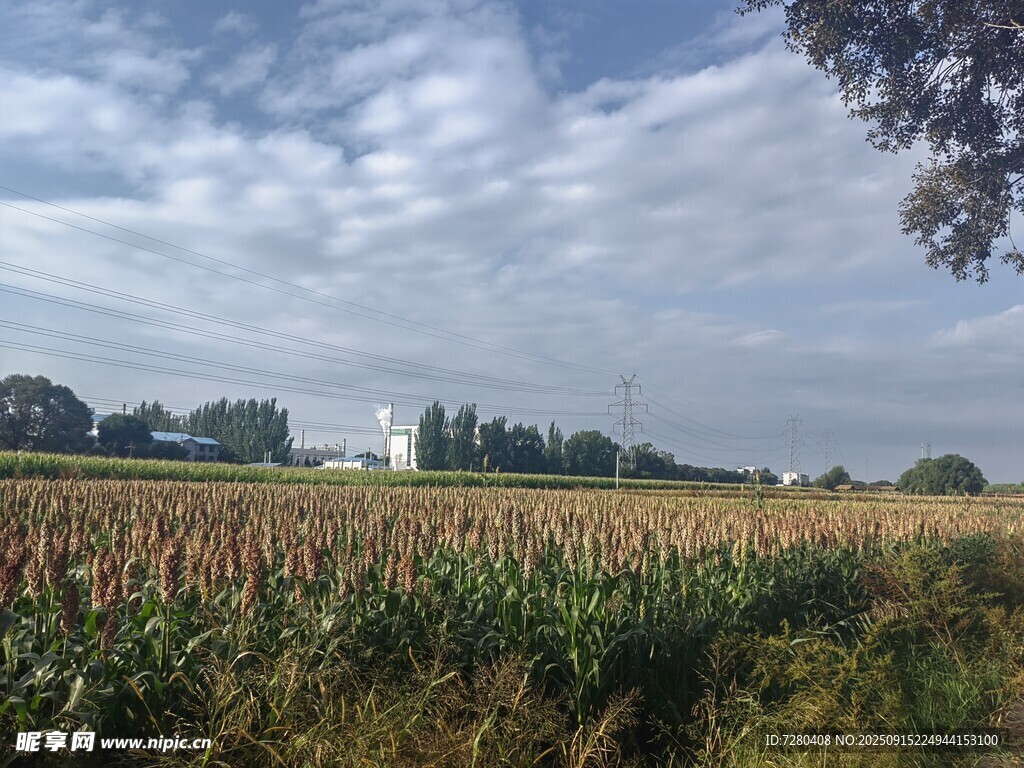 田野中的玉米地与远处建筑