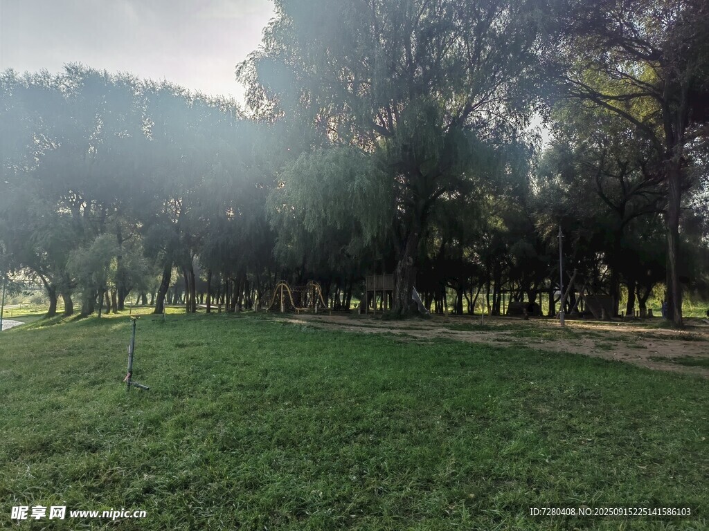 阳光照耀下的草地树林