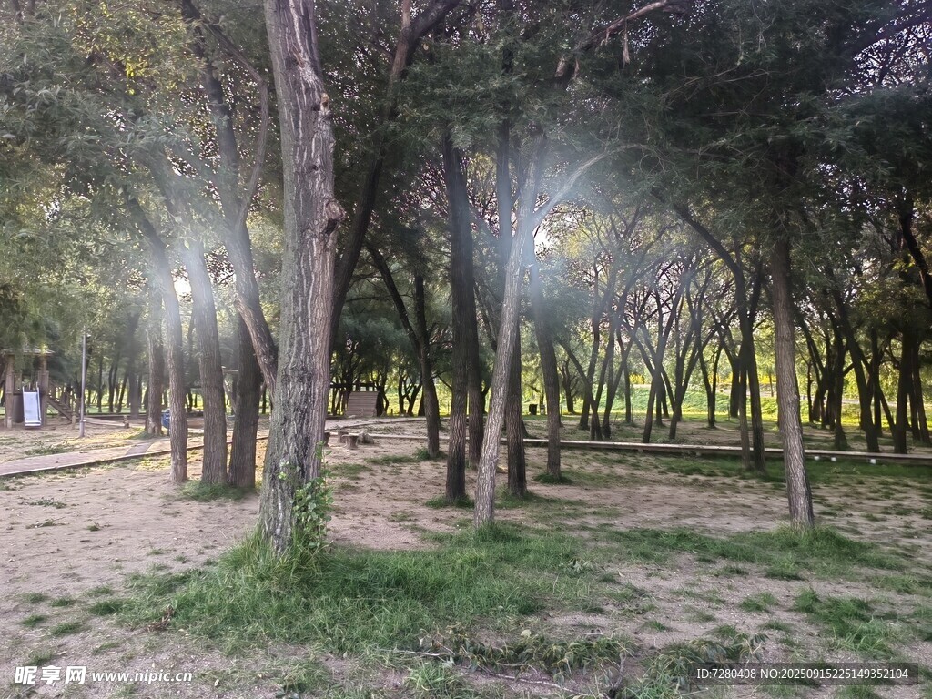 夜晚林间光影迷人景象