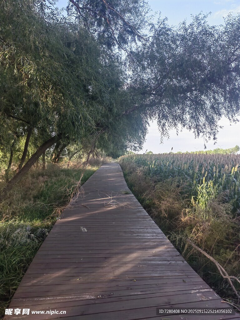 林间木栈道静谧自然景