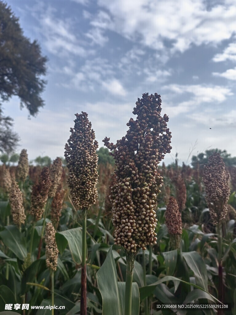 田野中的高粱植株