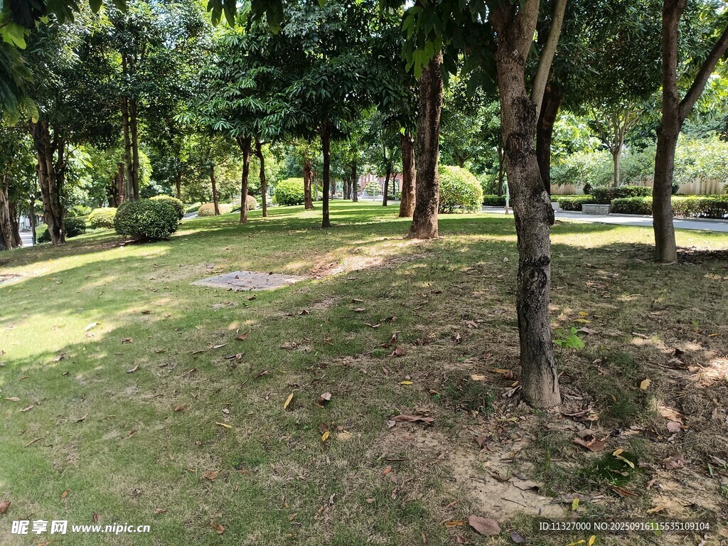 林间静谧草地景观