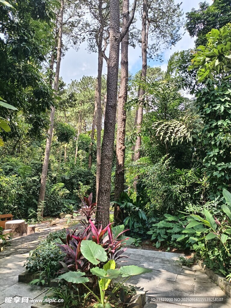 繁茂森林中的多样植物景观