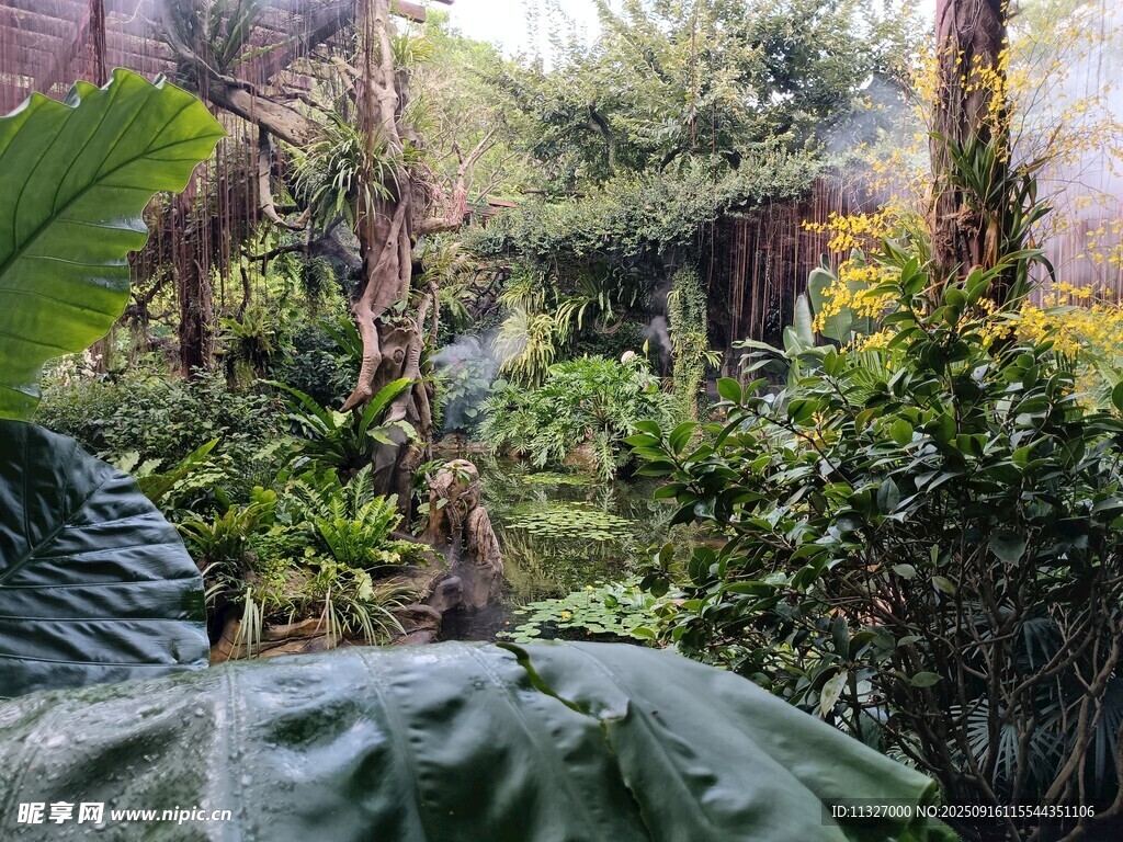 繁茂绿植营造自然丛林景