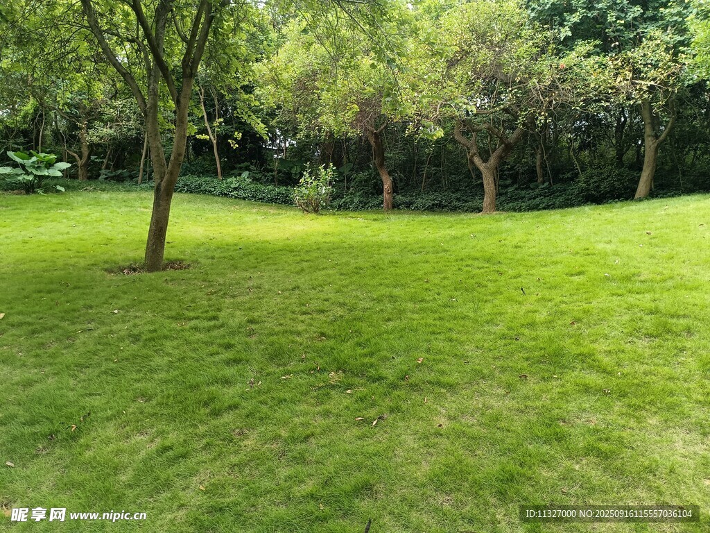 绿意盎然的户外草坪场景