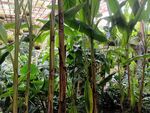 玉米植株在温室中生长