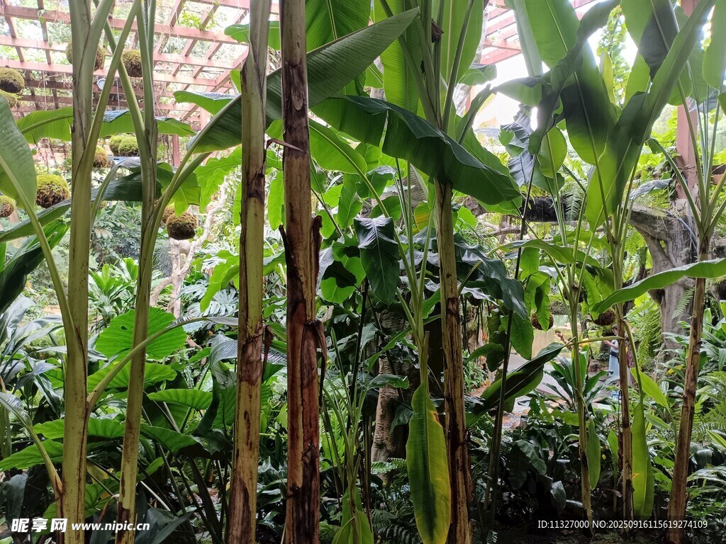 玉米植株在温室中生长