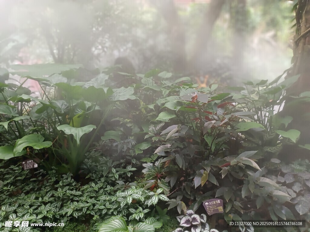 林间晨雾中的繁茂绿植