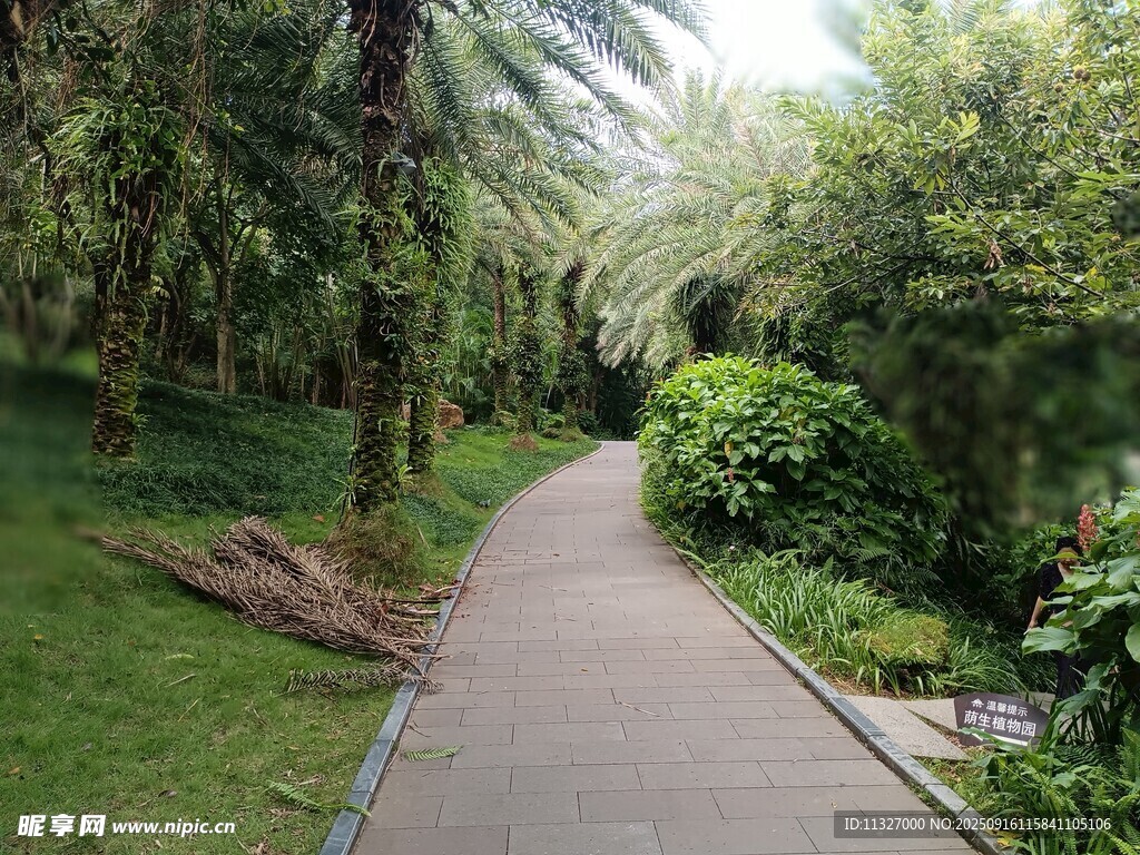 林间幽静步道