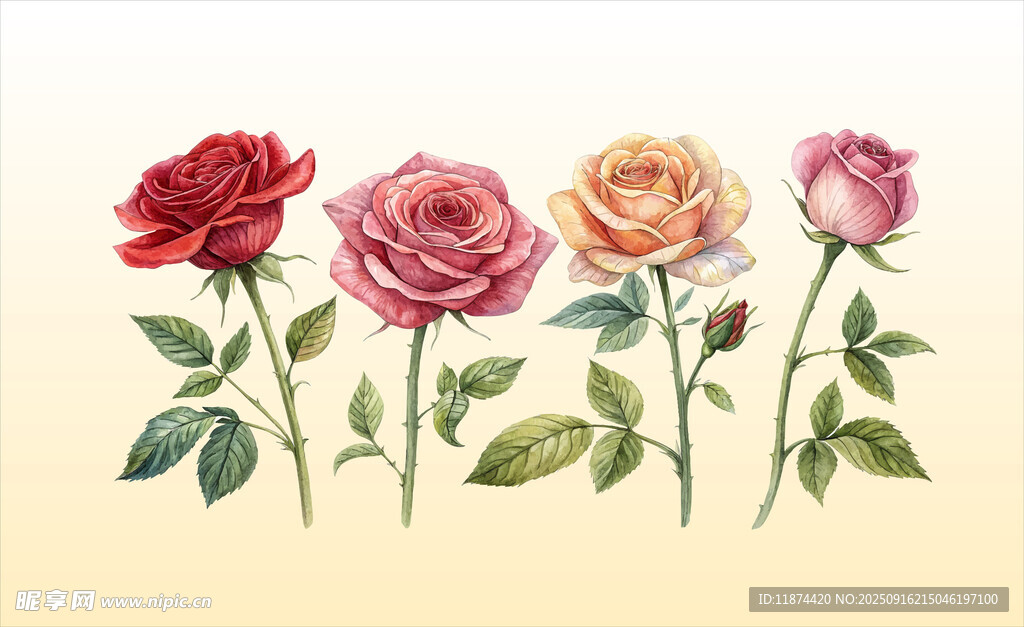 玫瑰花插画
