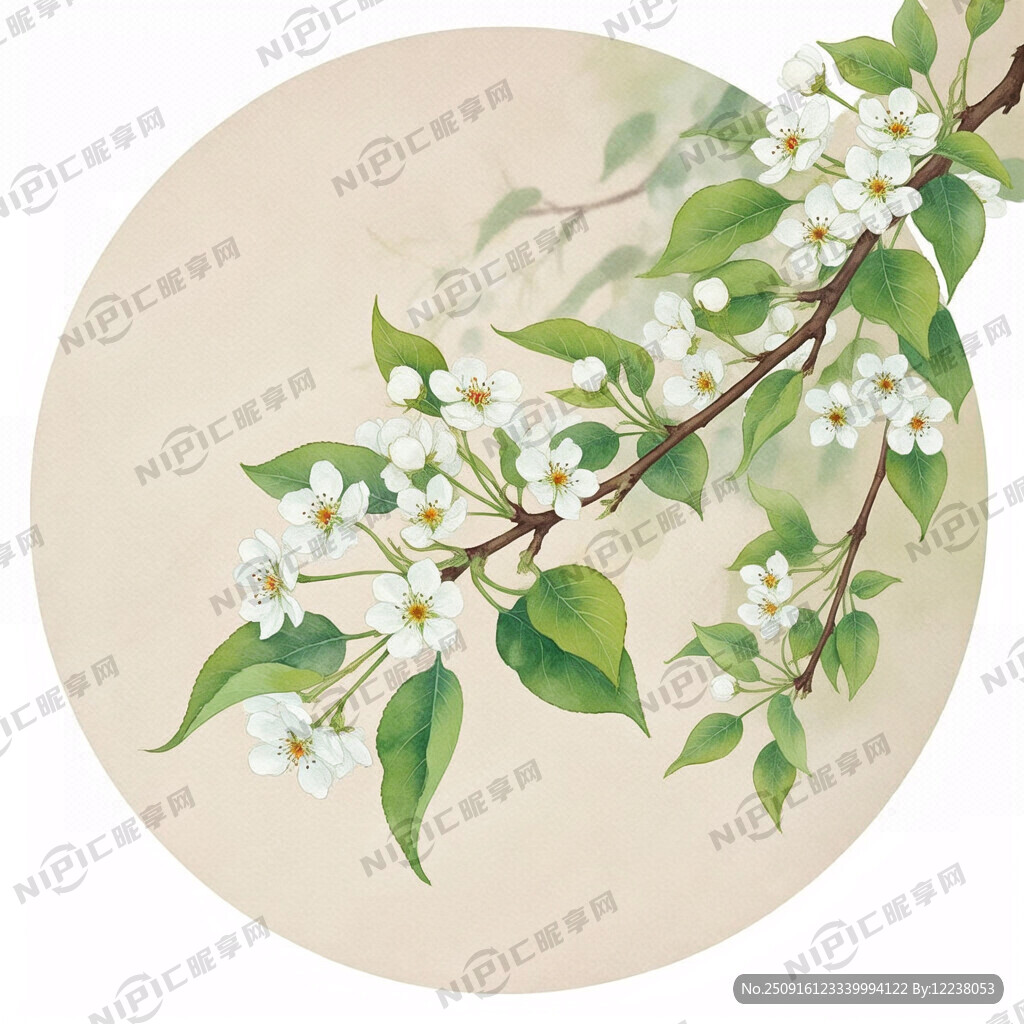 手绘水彩中国风梨花插画