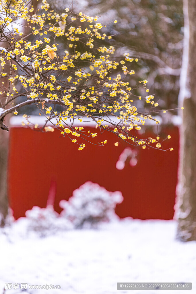 雪中红墙旁的繁花枝头