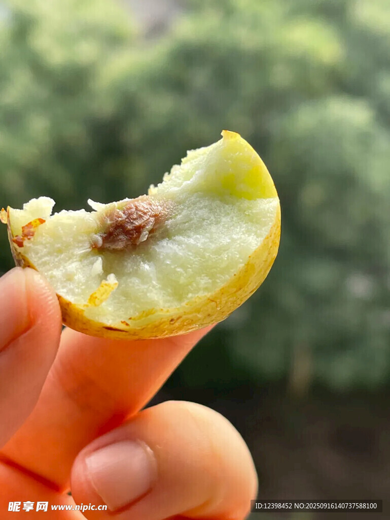 大枣