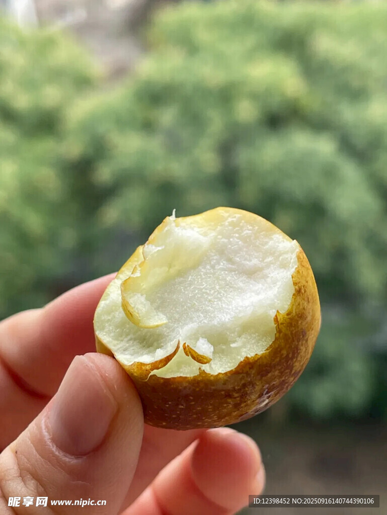 冬枣