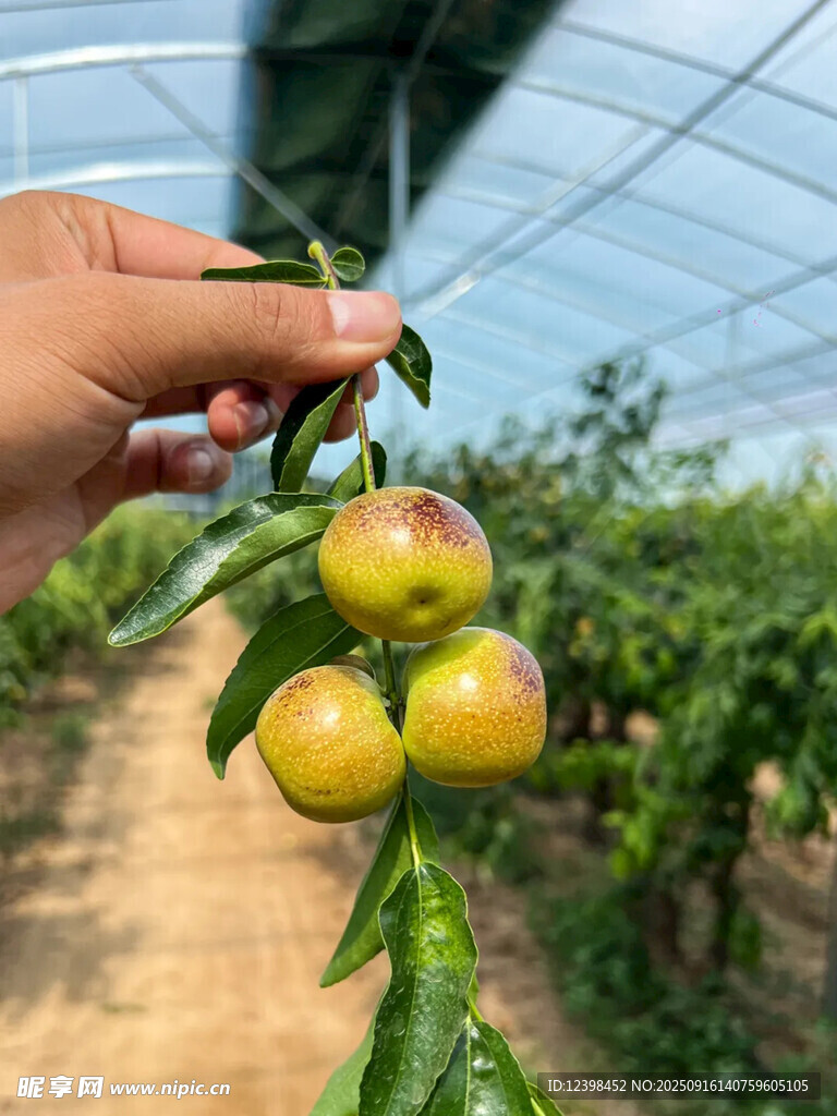 大枣