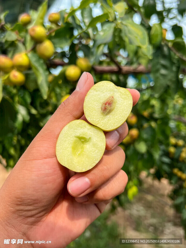 大枣