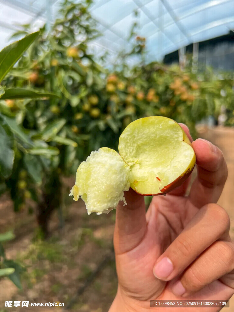 大枣