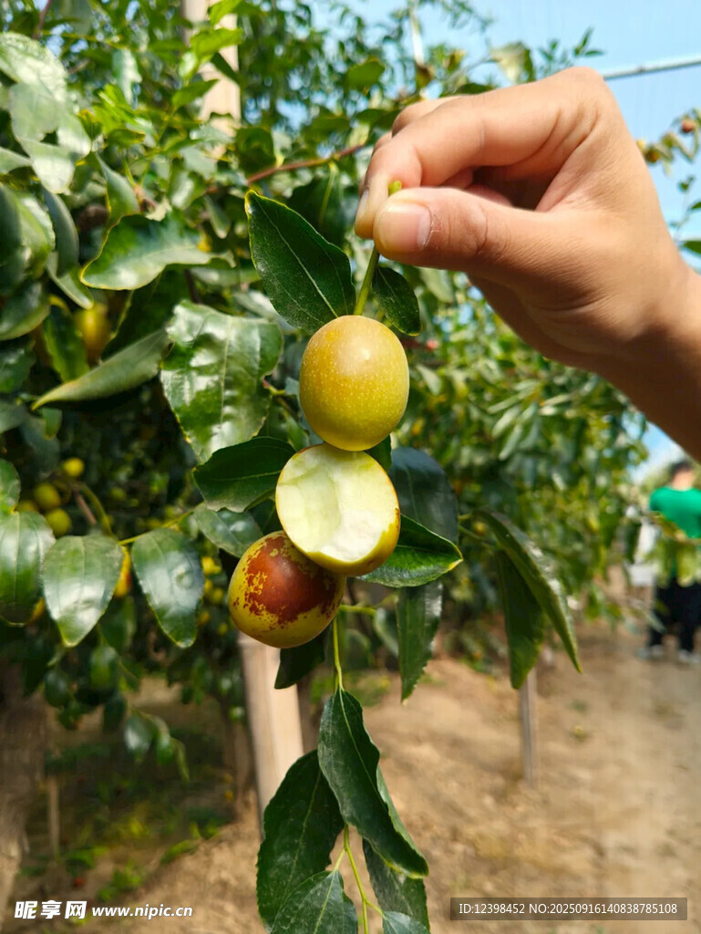 手摘新鲜青枣