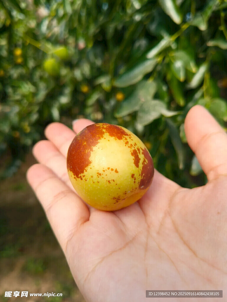手中鲜枣