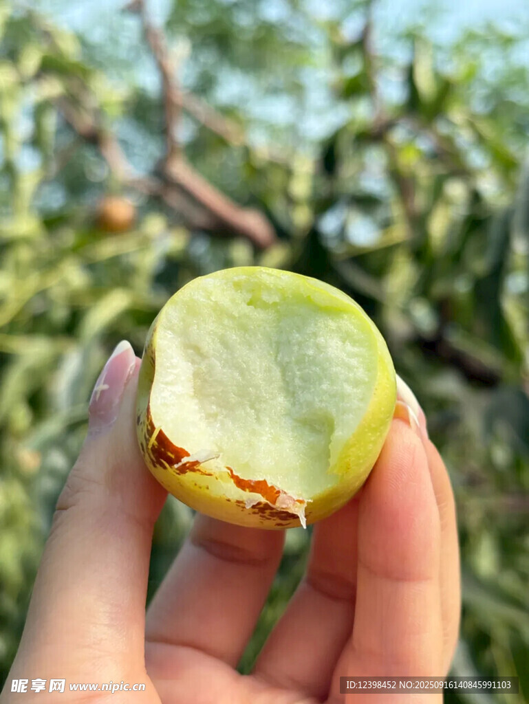 大枣