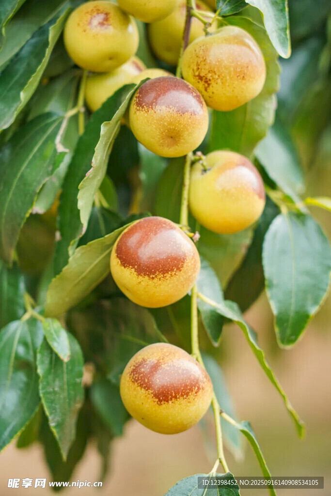 大枣