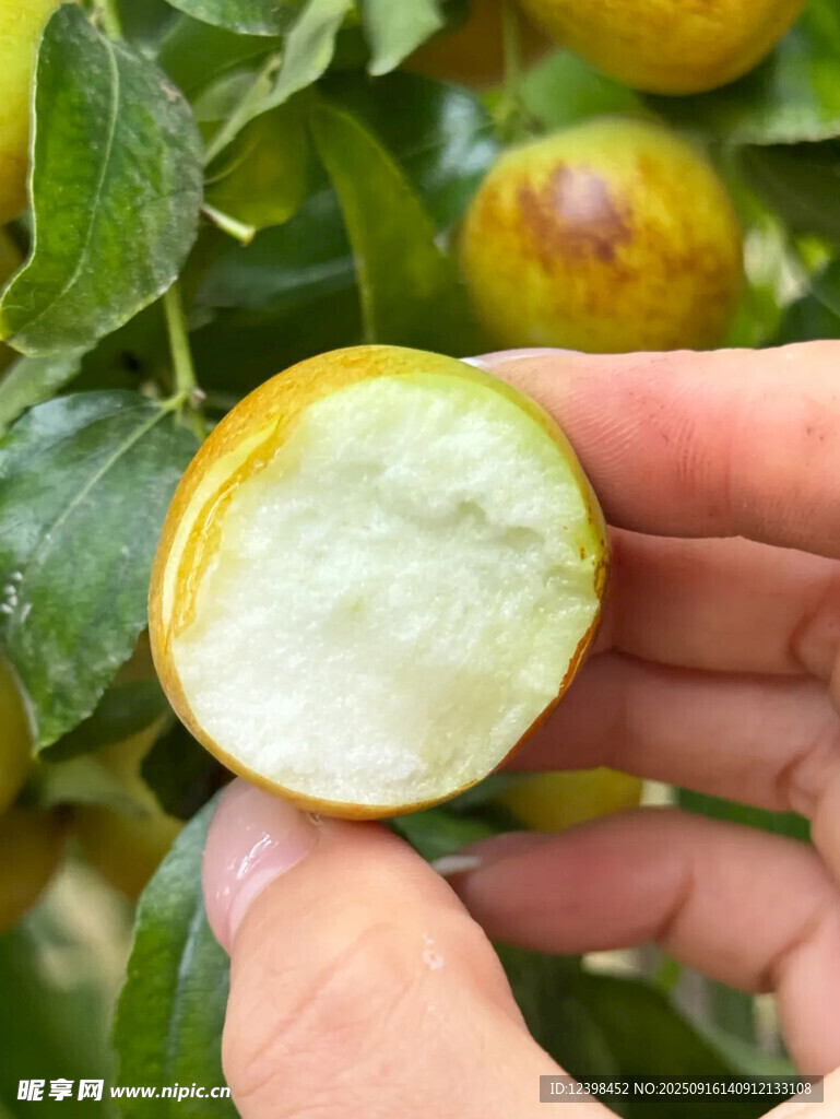 冬枣