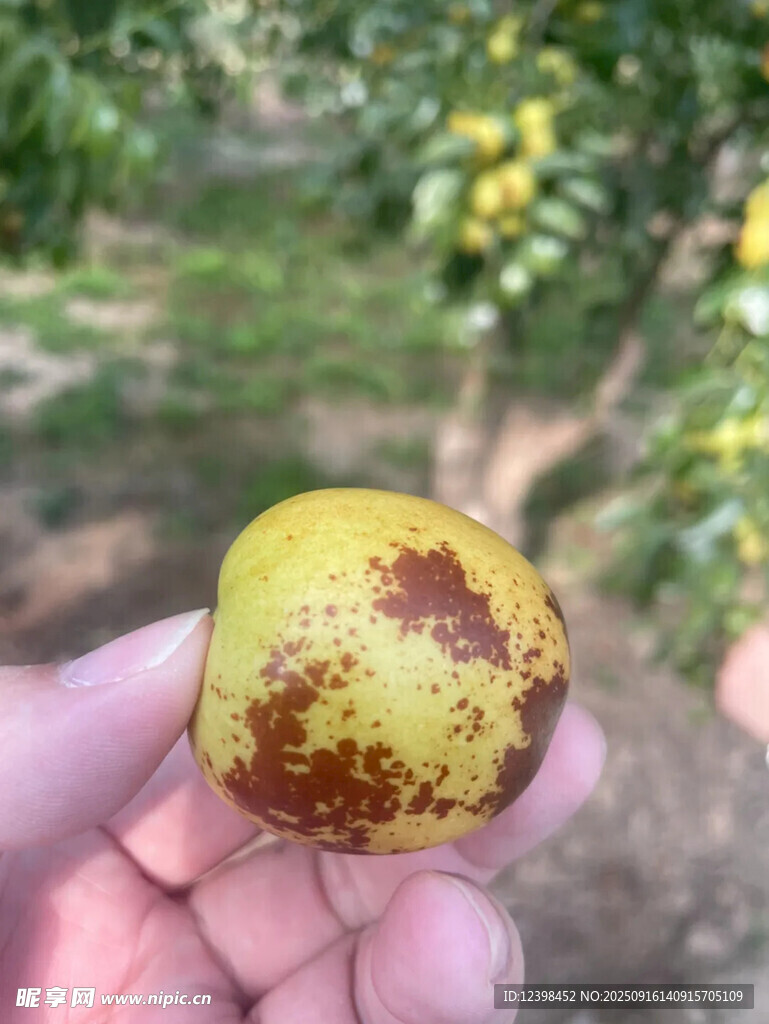 手捧带斑黄枣