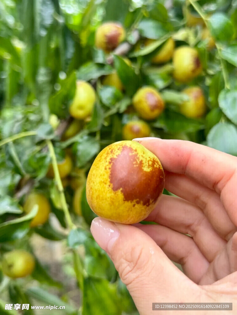 手捧色泽诱人的新鲜冬枣