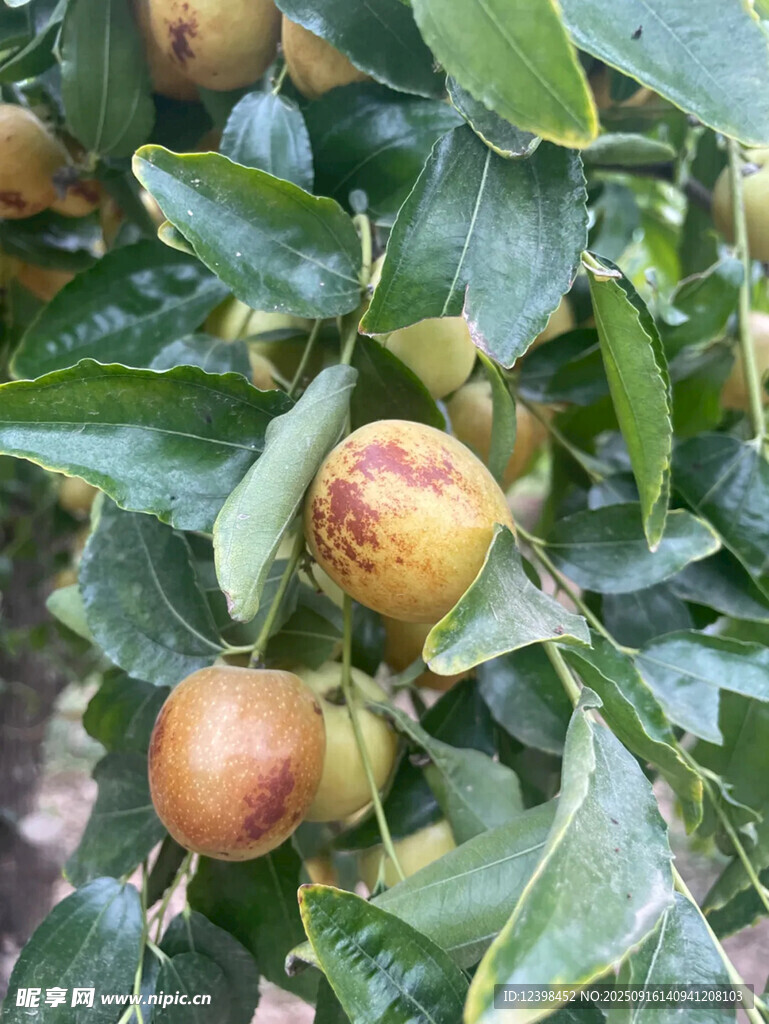 大枣