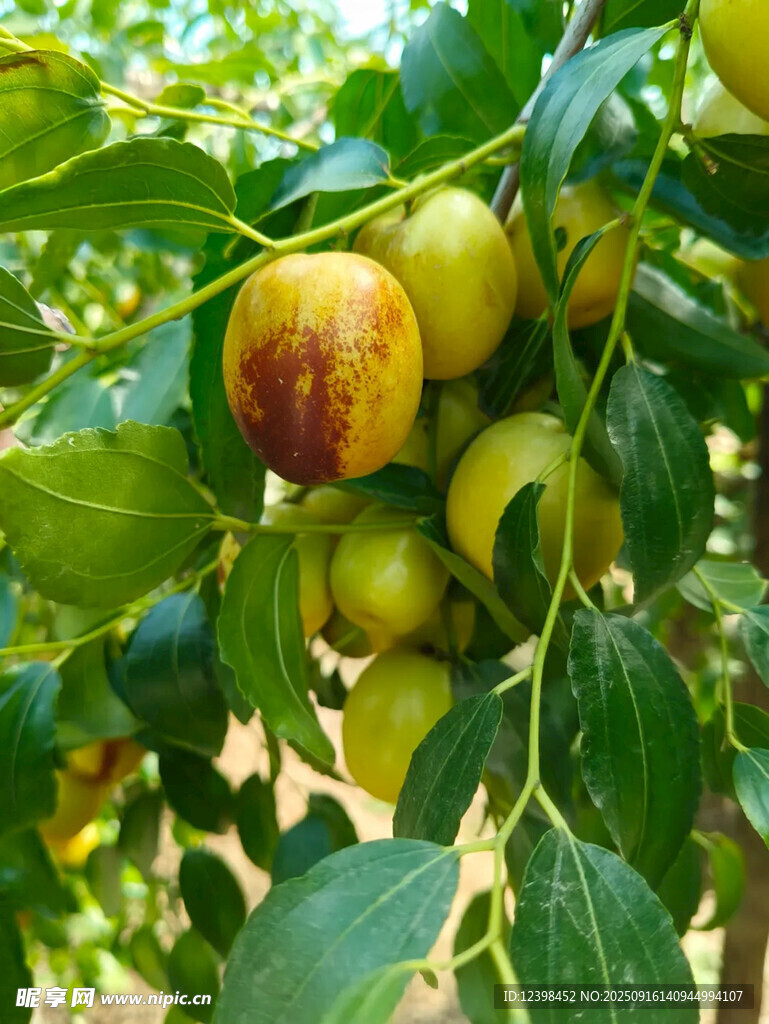 大枣