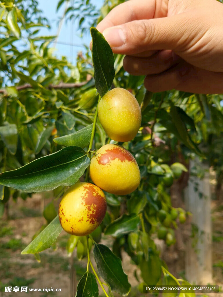 枝头鲜枣