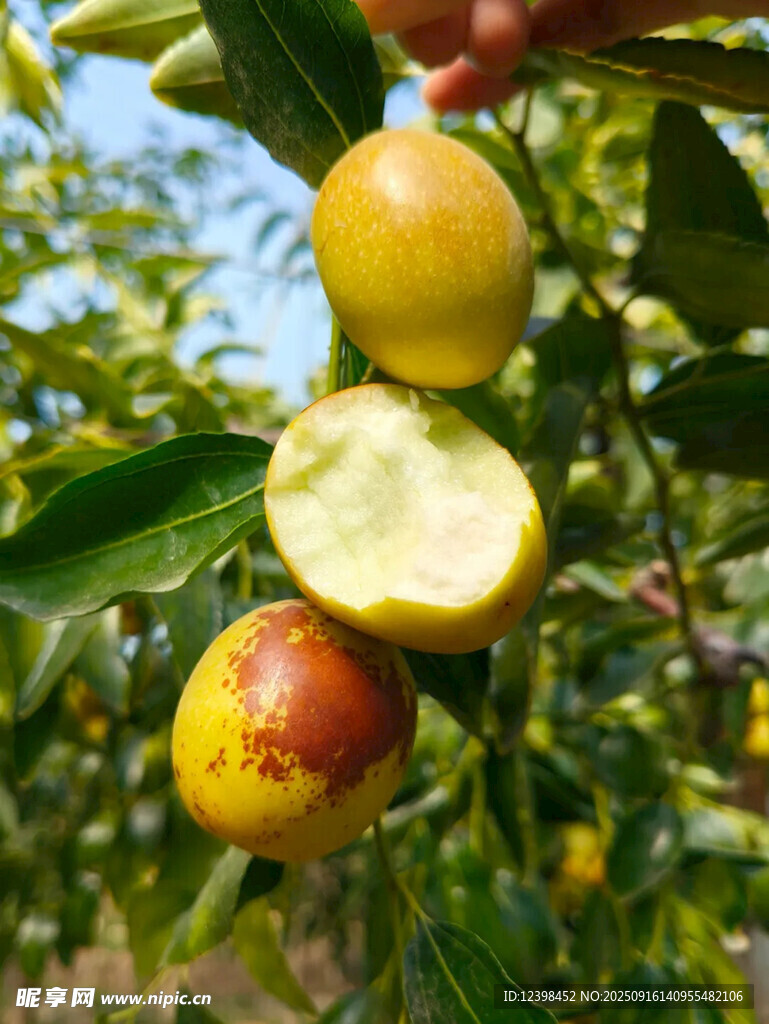 枝头鲜枣
