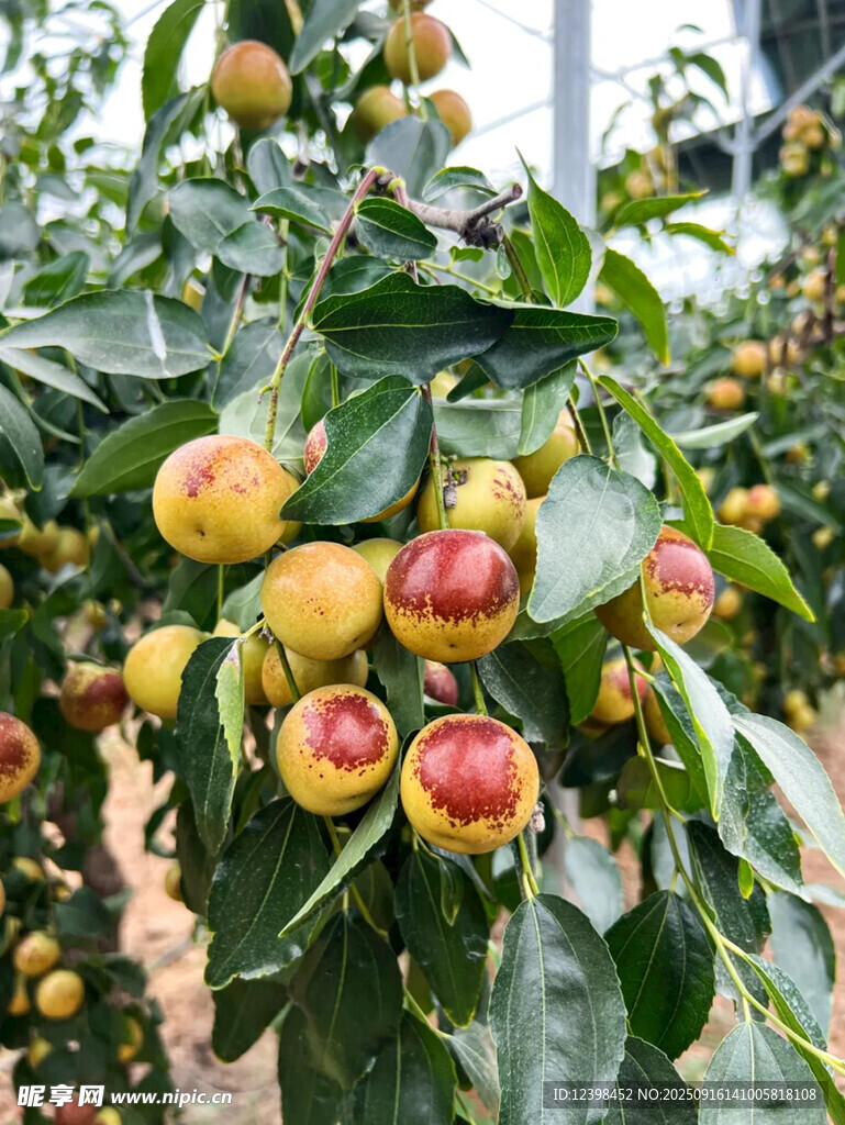 大枣