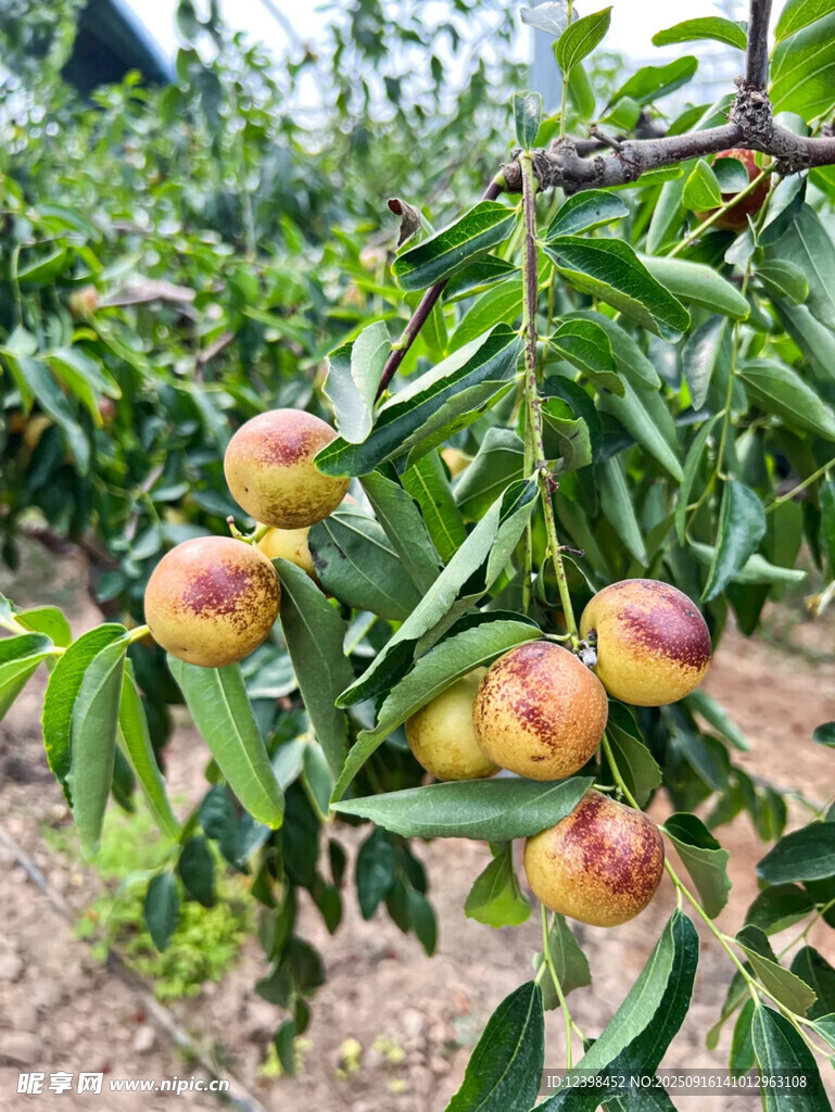 大枣