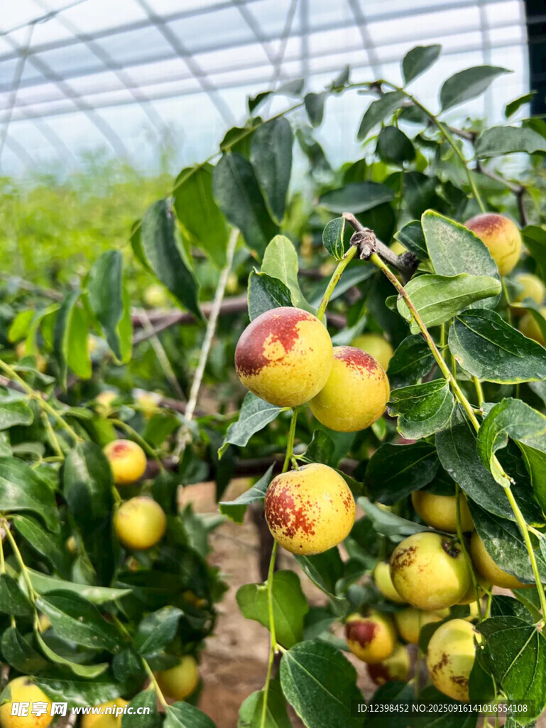 大枣