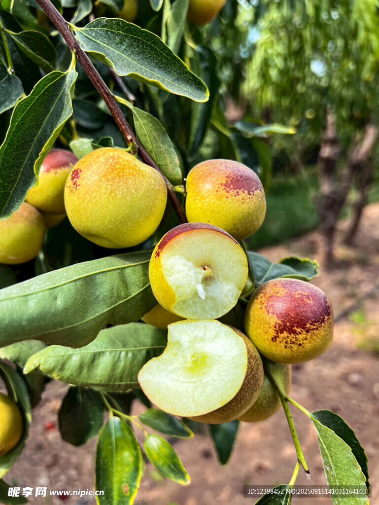 鲜枣