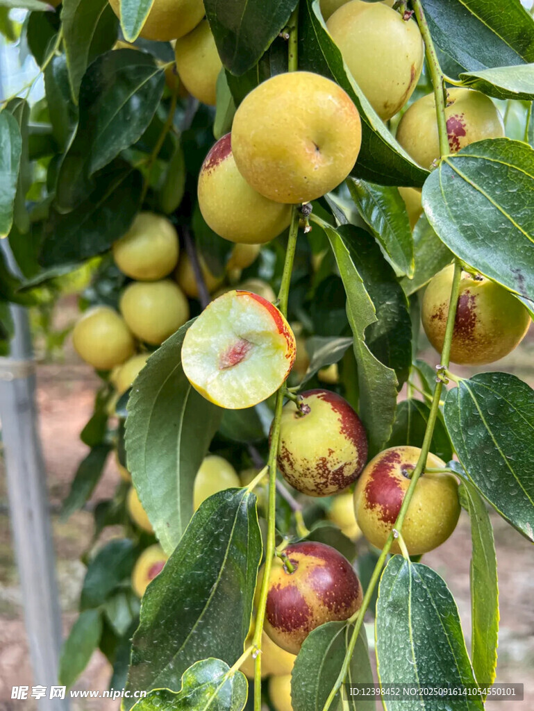 大枣