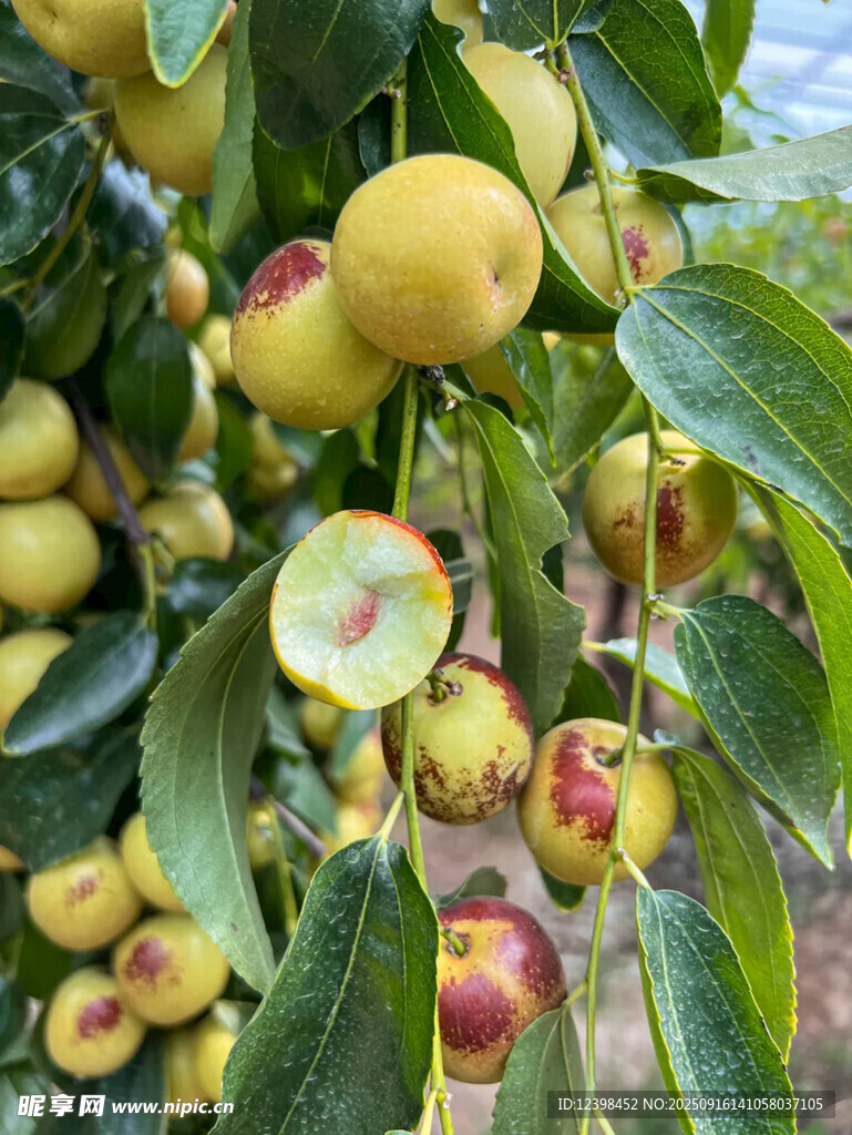 大枣