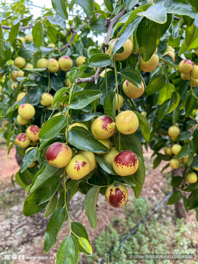 鲜枣