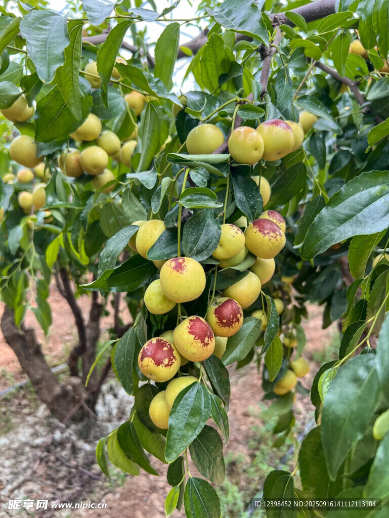 大枣
