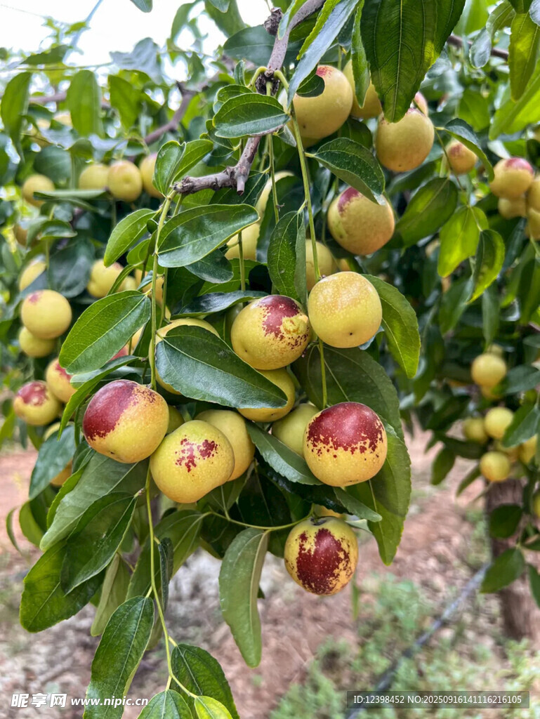 大枣