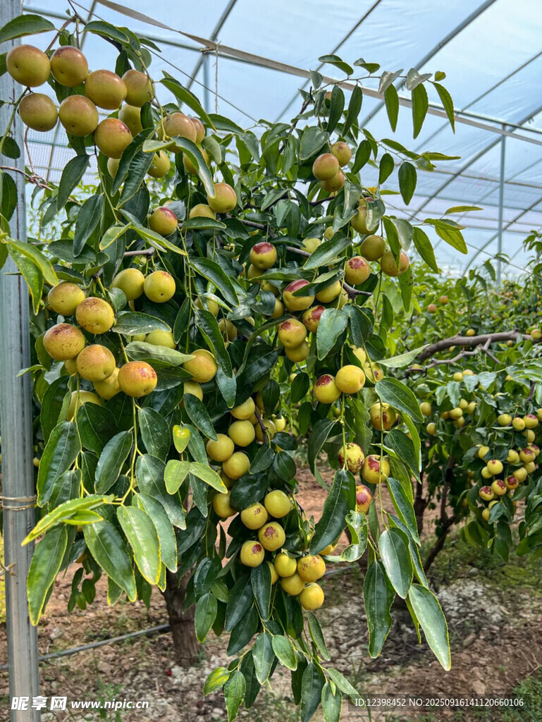 鲜枣