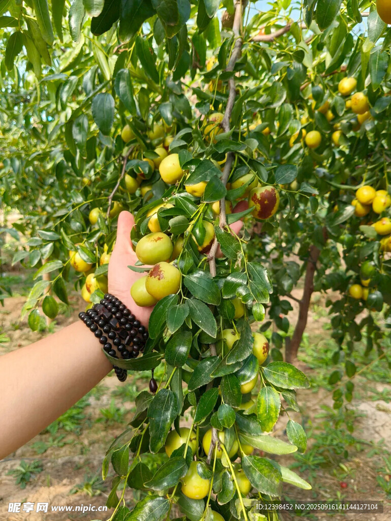 大枣