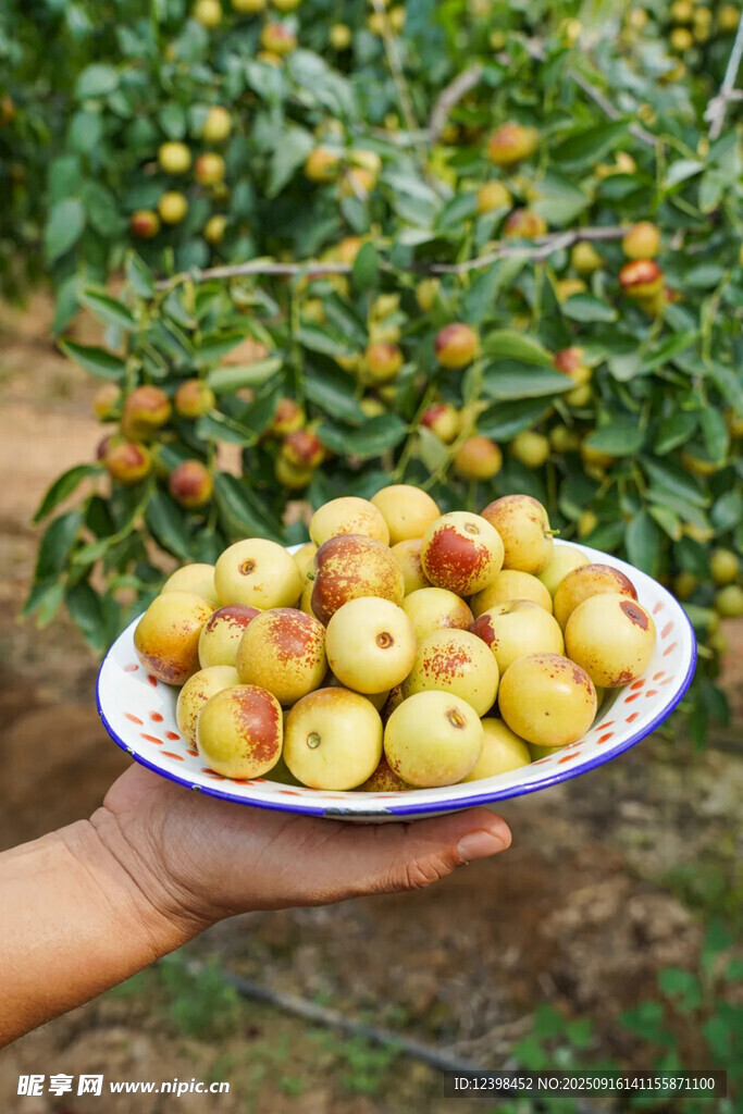 鲜枣
