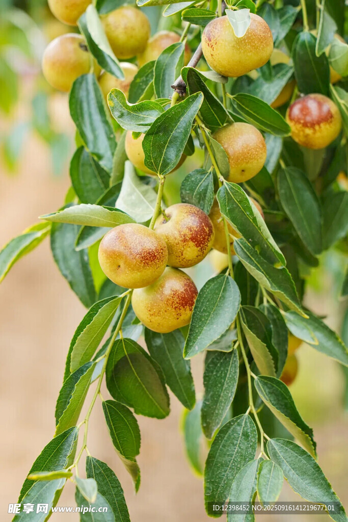 鲜枣