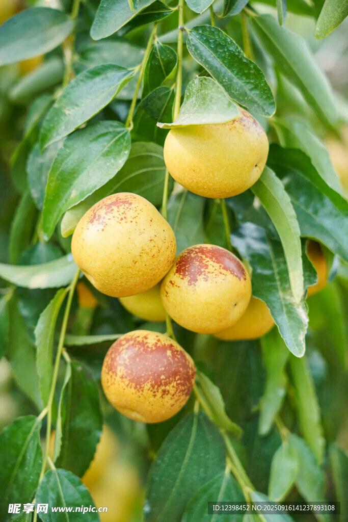 大枣