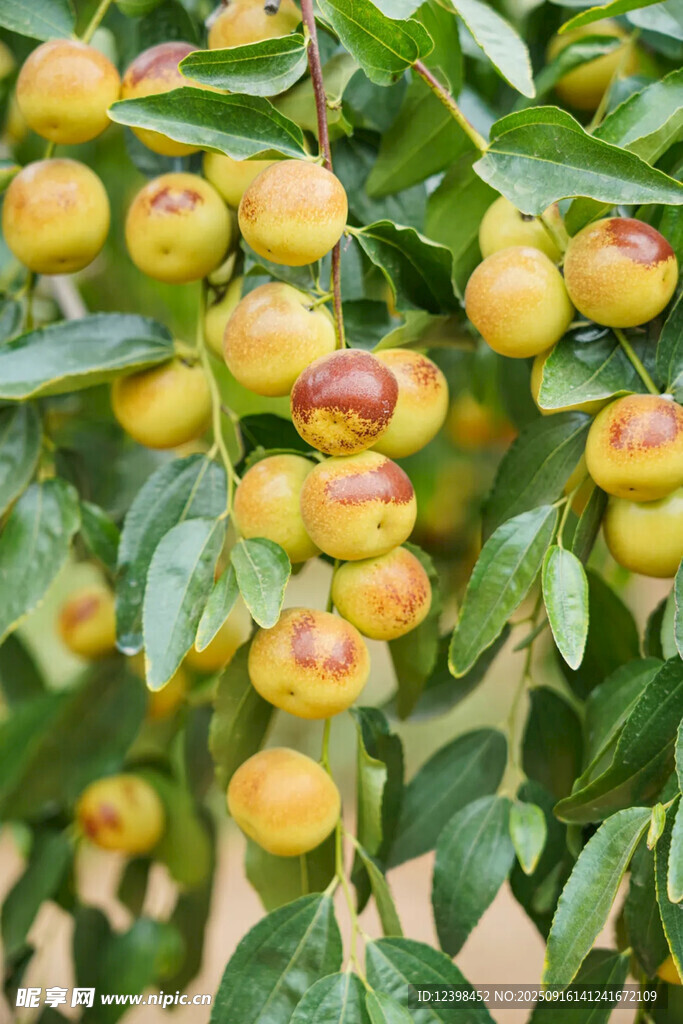 大枣